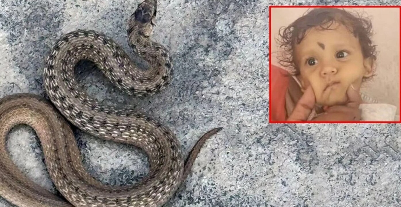 Hindistan'da 1 yaşındaki bebek yılanı ısırarak öldürdü