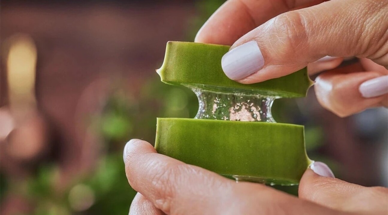 Aloe vera jelinin faydaları neler