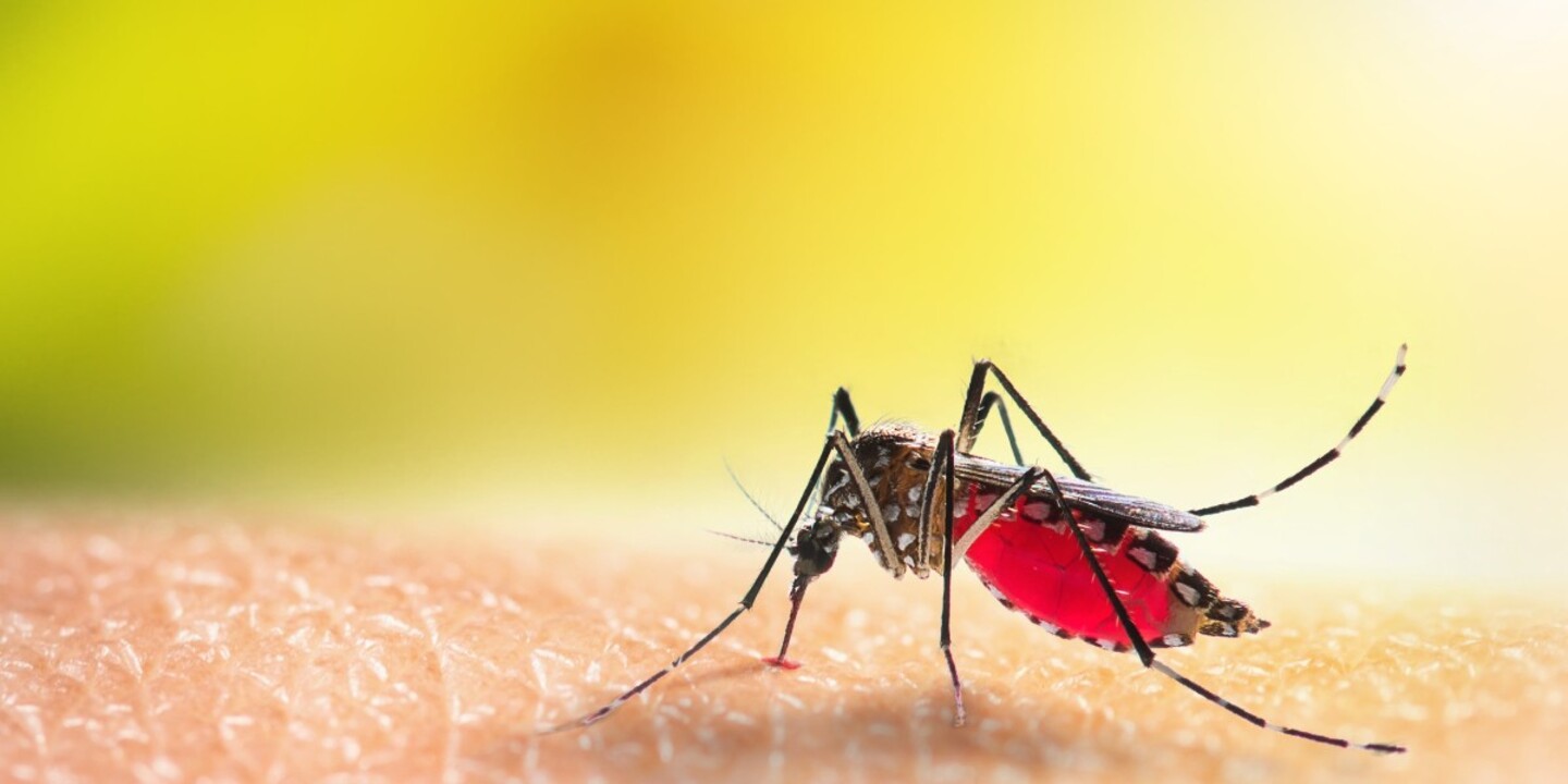 böcek ısırmasının nedenleri