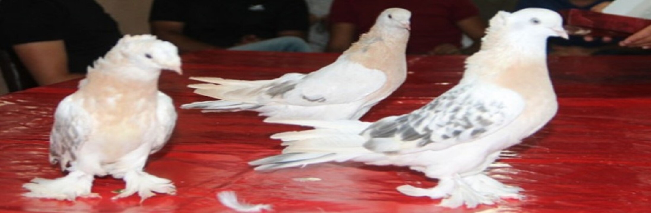 güvercin yetiştiriciliği