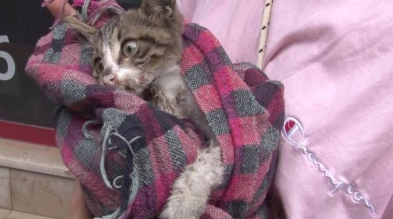Kadıköy'de kedi katliamı Onlarca kediyi zehirlediler