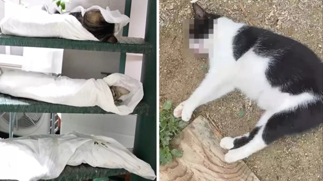 Kadıköy'de kedi katliamı Onlarca kediyi zehirlediler